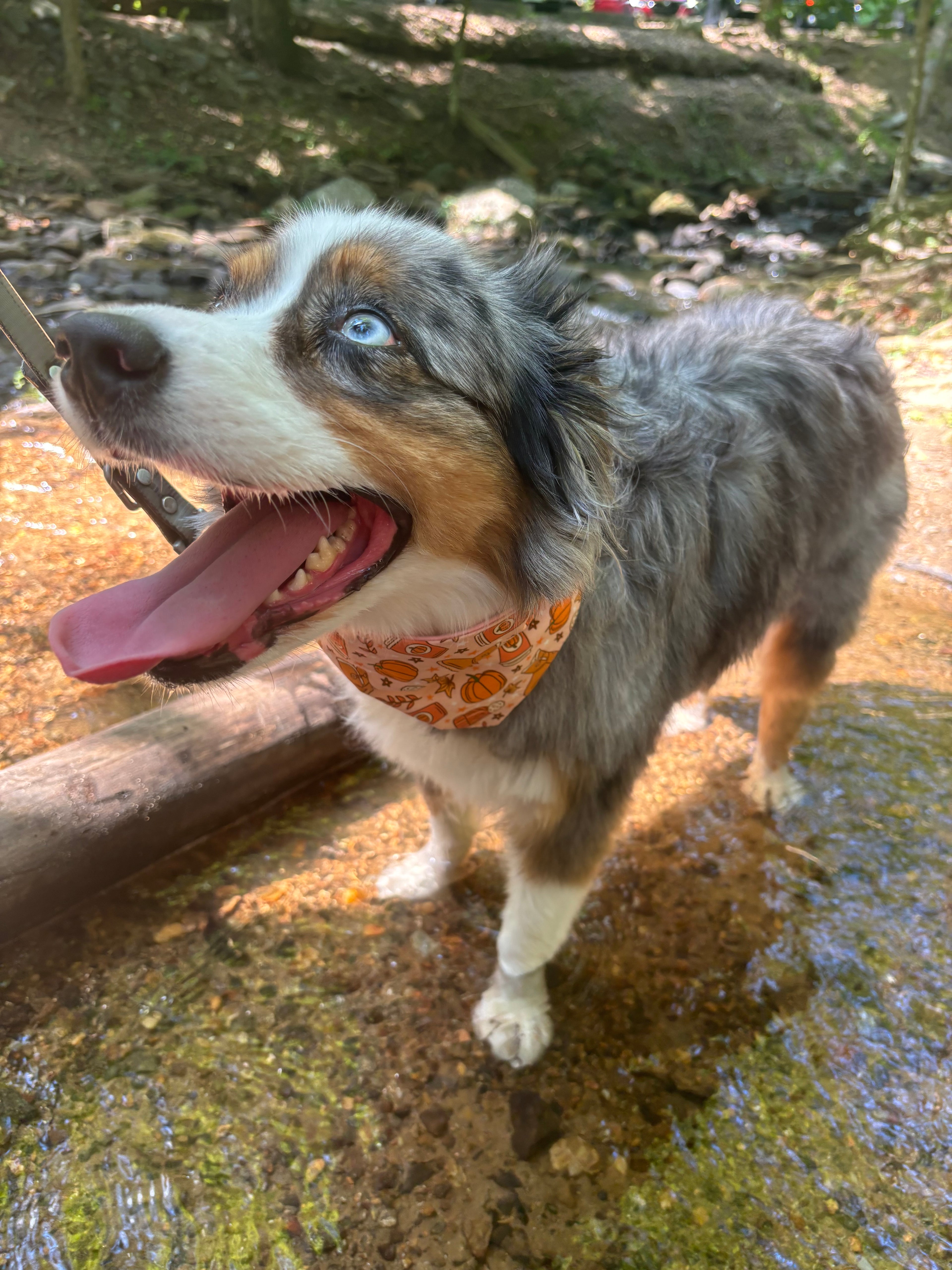 Fall Bandanas