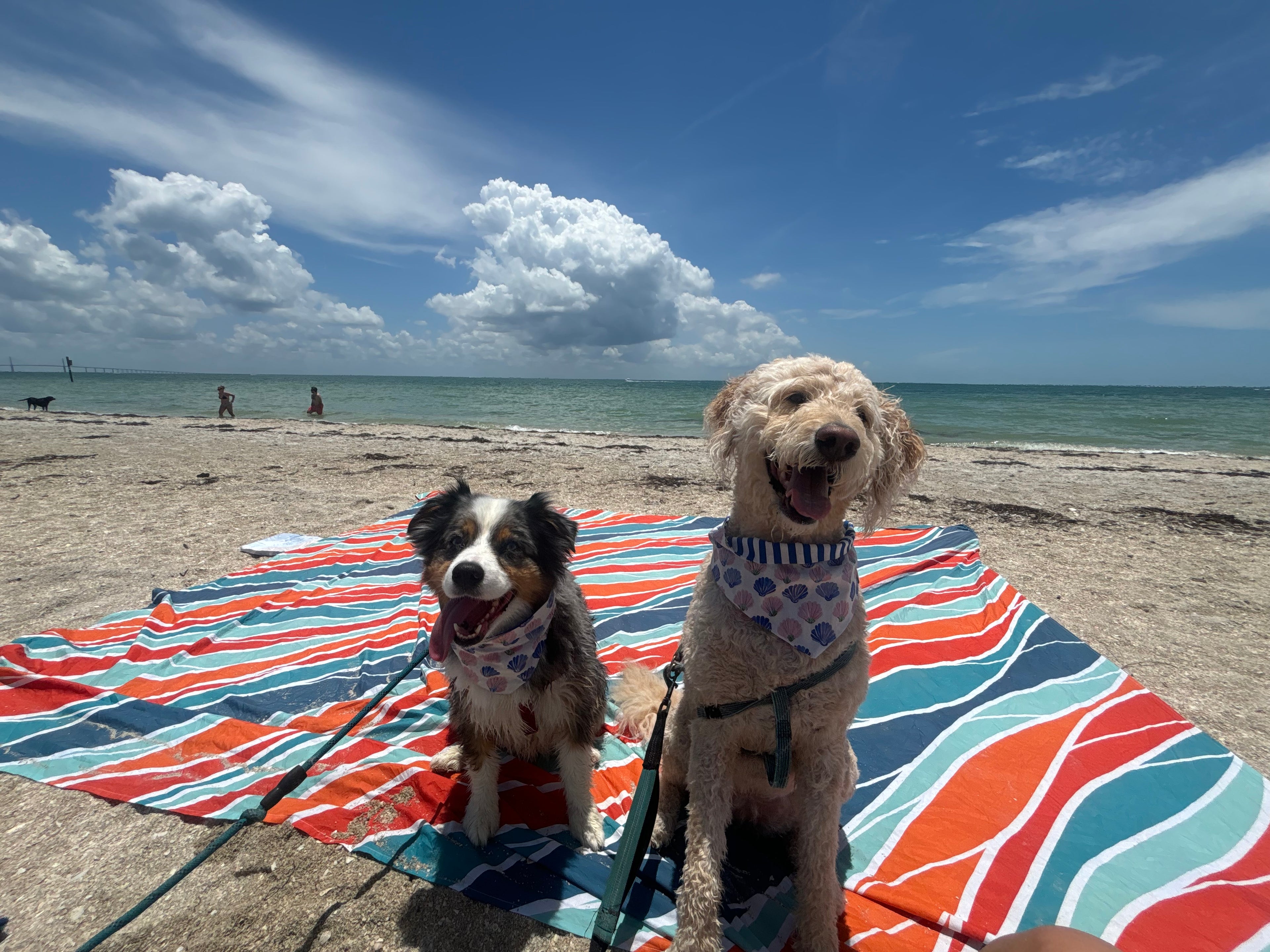 Seashell Sniffs
