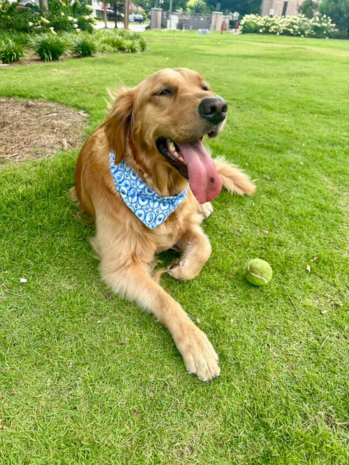 Coastal Grandpup
