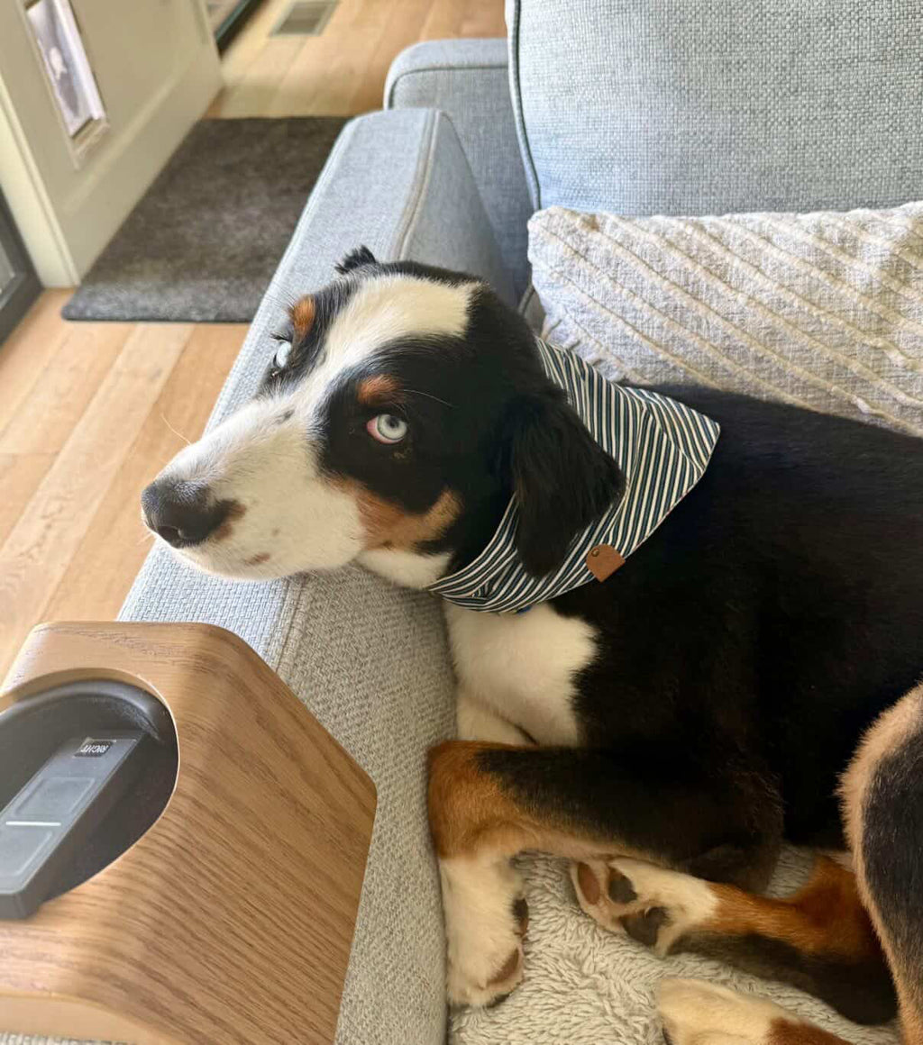 Patriotic Pup